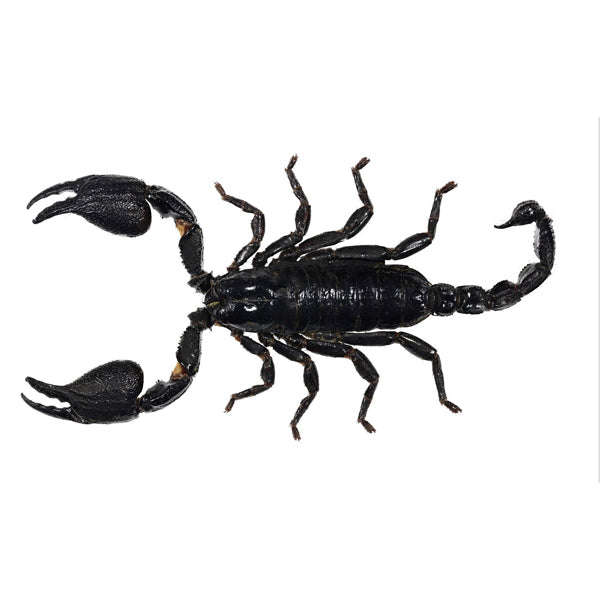 Stunning Scorpions: Introduction to Bug Pinning with Mickey Alice Kwapis