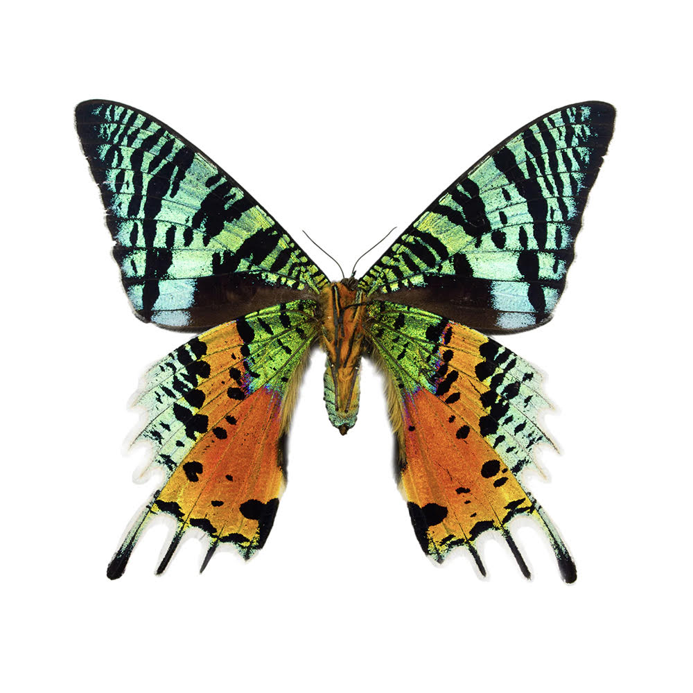 Stunning Sunset Moths: Introduction to Bug Pinning with Mickey Alice Kwapis