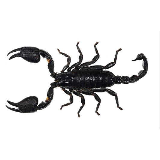 Stunning Scorpions: Introduction to Bug Pinning with Mickey Alice Kwapis 