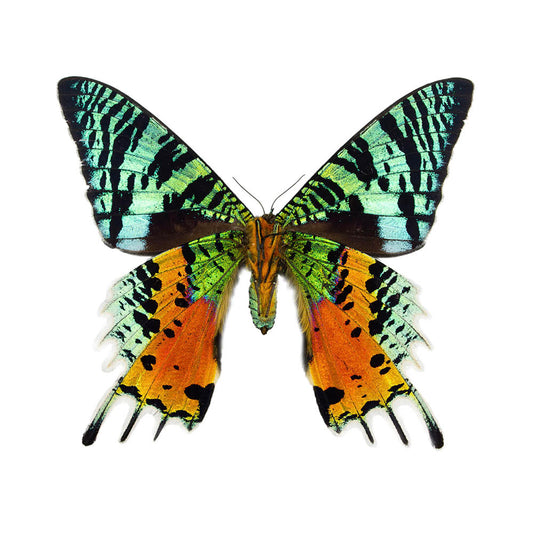 Stunning Sunset Moths: Introduction to Bug Pinning with Mickey Alice Kwapis 